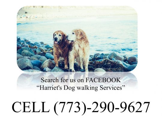 Dog Walking Services