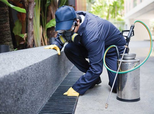 Pest Control Phoenix | Pest Control Company Phoenix AZ