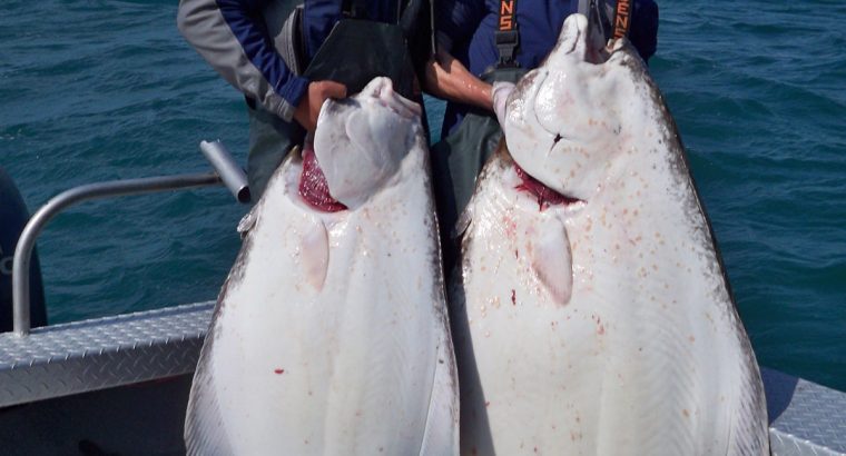 Catch Alaskan King Salmon -Alaska Halibut Fishing Charter