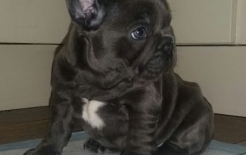 Blue And Blue Fawn French Bulldogs Champion Lines
