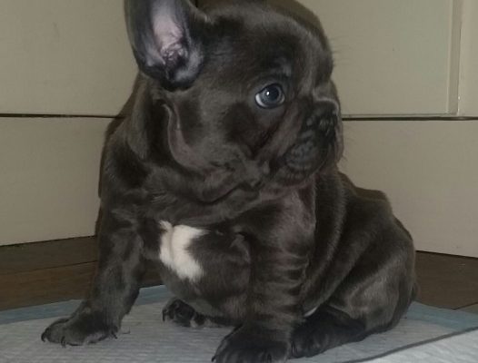 Blue And Blue Fawn French Bulldogs Champion Lines