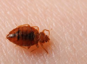 Bed Bugs control services in Chennai