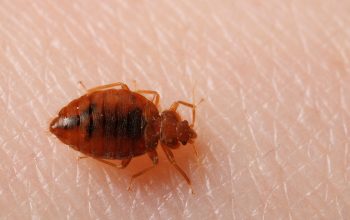 Bed Bugs control services in Chennai