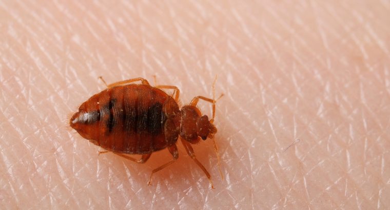 Bed Bugs control services in Chennai