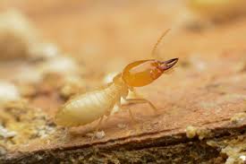Termite control services in chennai