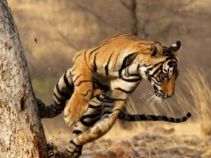 Free Guide for Top Wildlife Trips to India