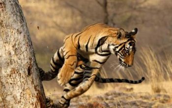 Free Guide for Top Wildlife Trips to India