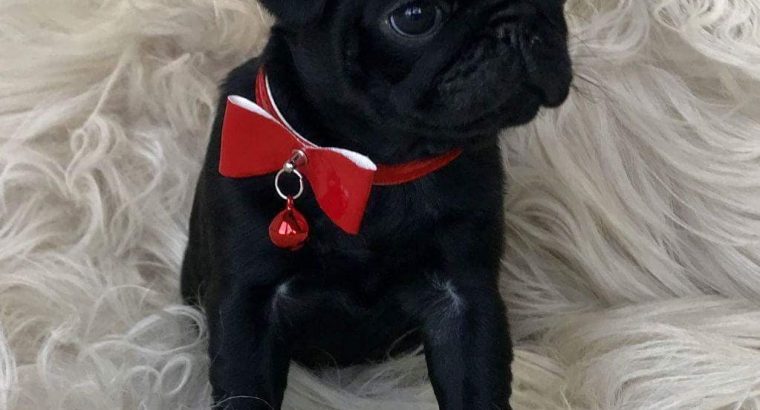 pug-puppy-for-sale-pug-puppy-for-adoption