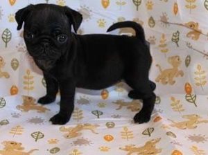 pug-puppy-for-sale-pug-puppy-for-adoption