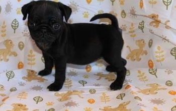 pug-puppy-for-sale-pug-puppy-for-adoption