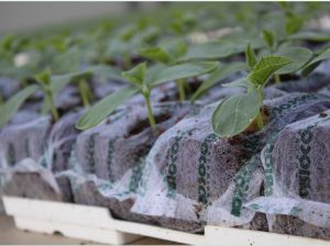 RIOCOCO Introduced BLUMIX for Growing Strawberries in coco coir