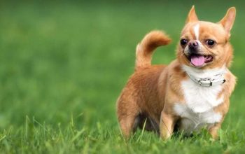 Chihuahua Puppies for Sale NY – Central Park Puppies