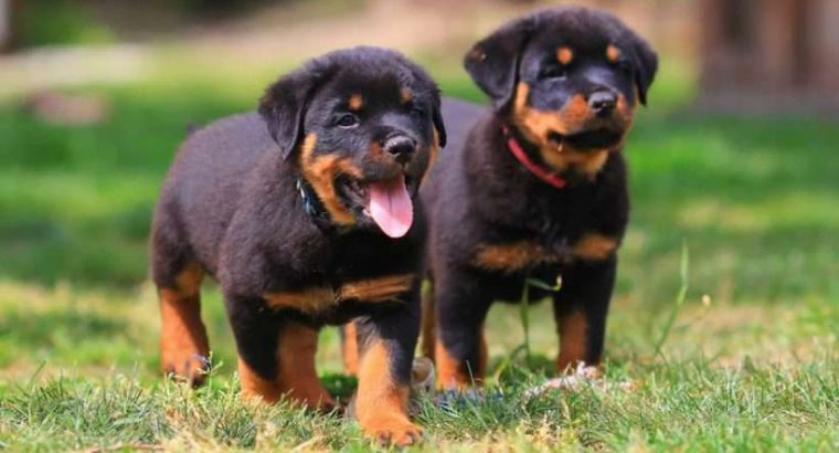 Rottweiler Puppies for Sale NY – Central Park Puppies