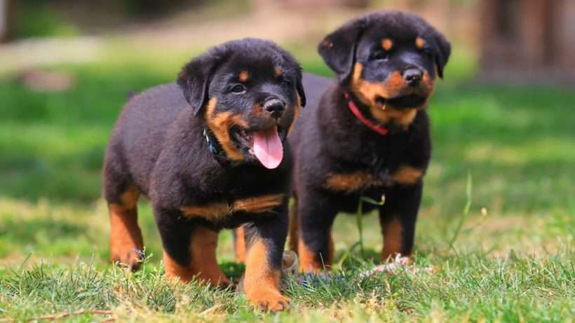 Rottweiler Puppies for Sale NY – Central Park Puppies