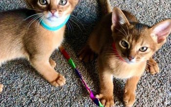 4 gorgeous pure bred Abyssinian kittens for sale.