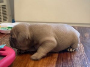 Beautiful Male and Female French Bulldog Puppies for sale