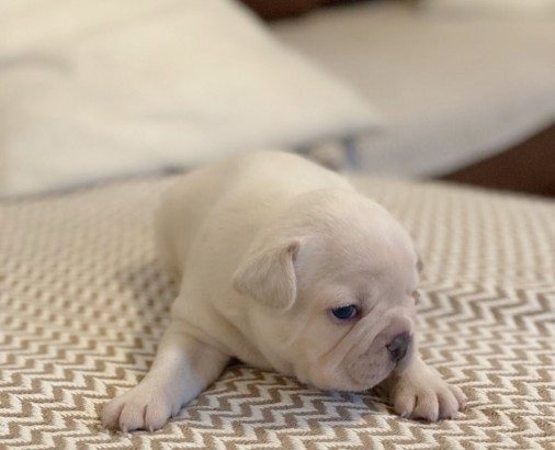 Beautiful Male and Female French Bulldog Puppies for sale