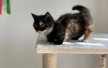 kittens for sale craigslist