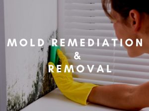 Mold Remediation and Removal For Lauderdale FL