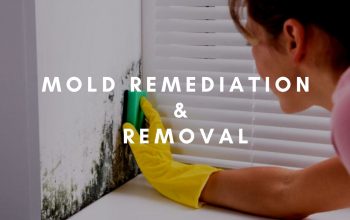 Mold Remediation and Removal For Lauderdale FL