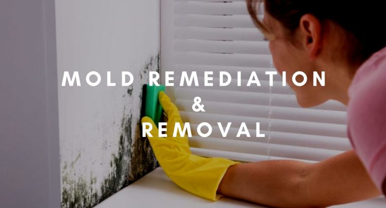 Mold Remediation and Removal For Lauderdale FL