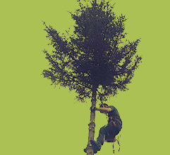 Tree surgeon, Removal, Pruning, Reduction, Care, Planting services | Stump grinding, Hedge trimming,