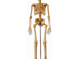 HUMAN SKELETON (170) IN NIGERIA BY SCANTRIK MEDICAL SUPPLIES