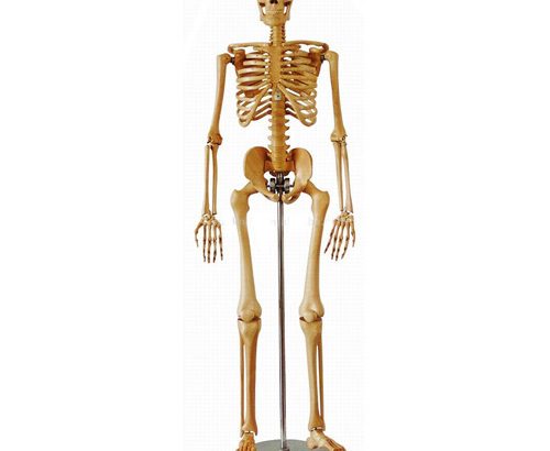 HUMAN SKELETON (170) IN NIGERIA BY SCANTRIK MEDICAL SUPPLIES