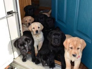 Labrador puppies for sale in Connecticut CT