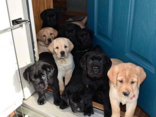 Labrador puppies for sale in Connecticut CT