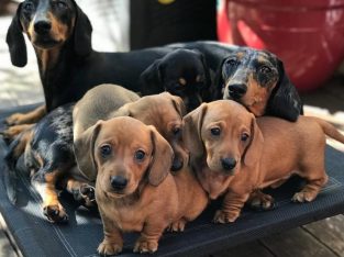 Loving Dachshunds available for adoption.