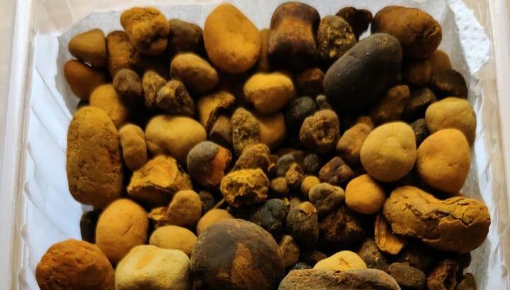High Quality Natural Dried COW ox Gallstones……whatasapp……+254770172338