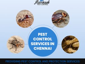 Pest Control Services in Chennai – Aavinashpestcontrol