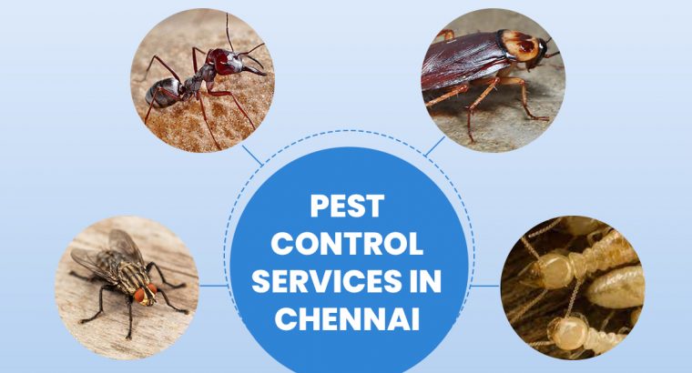 Pest Control Services in Chennai – Aavinashpestcontrol