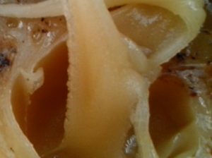 Acacia honey wholesale – raw, 100% natural