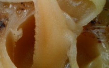 Acacia honey wholesale – raw, 100% natural