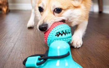 Buy Tug-of-Floor Dog Toy !