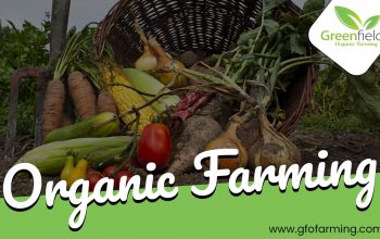 Organic Vegetables in Delhi