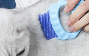 Pet Massage Shell Brush !