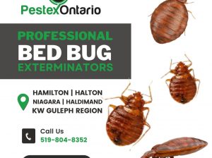 Bed Bug Exterminator in Hamilton