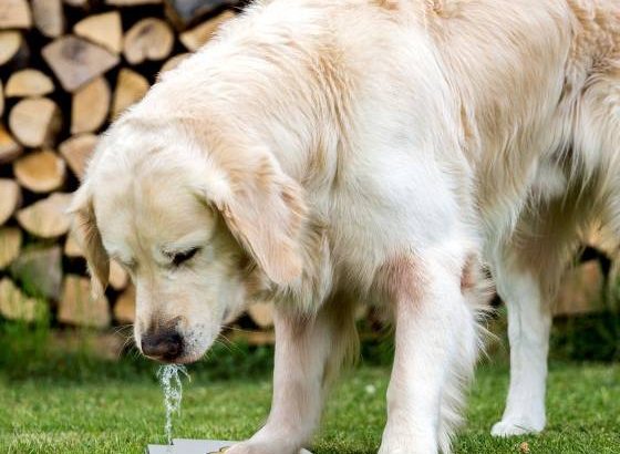 Automatic Outdoor Water Fountain For Dog