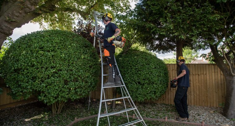 Hedge Trimming in Lincolnshire
