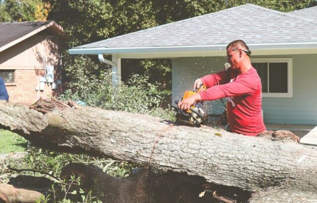 Tree Service Lafayette