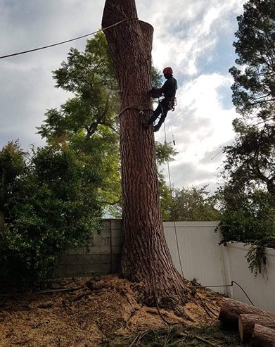 Villeda Tree Services- Tree Removal- 661 468 6037