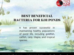 🐟 Best Beneficial Bacteria for koi Ponds in new york[Torii Koi]