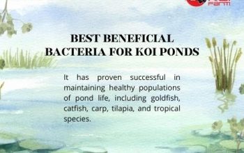 🐟 Best Beneficial Bacteria for koi Ponds in new york[Torii Koi]