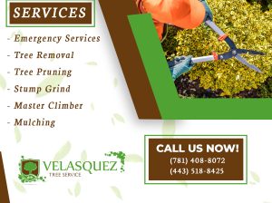 Velasquez Tree Service