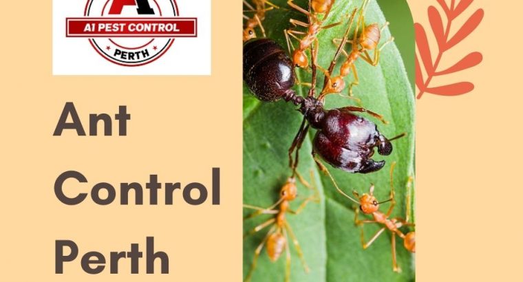 Get Rid of Ant in Perth with the Help of A1 Pest Control Perth