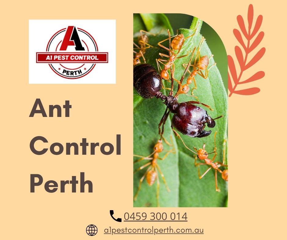 Get Rid of Ant in Perth with the Help of A1 Pest Control Perth