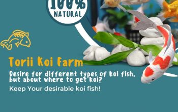 Desire for different types of koi fish. but about where to get koi?